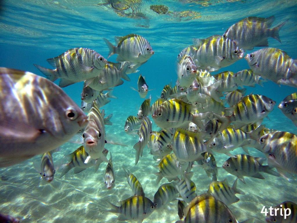 Peroba Praia Azul Maragogi Dış mekan fotoğraf